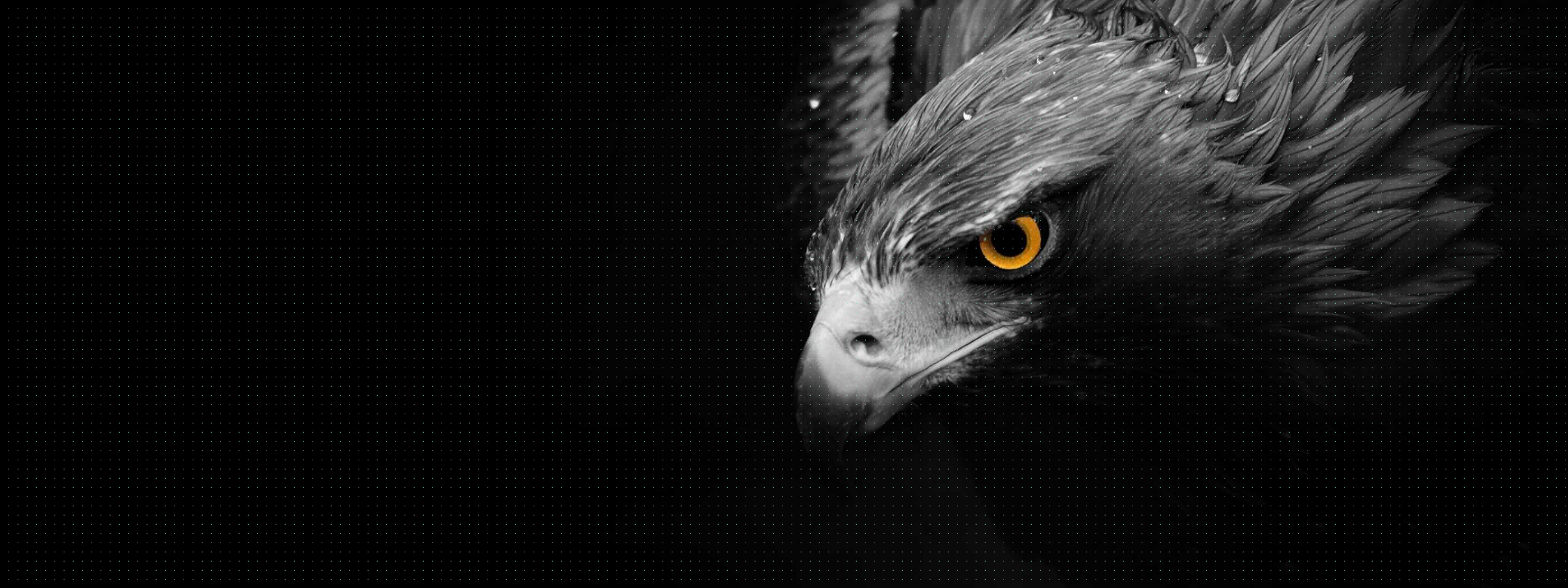 Close-up adelaar met geel oog — hero afbeelding Alva Edison LED displays en schakelbaar glas